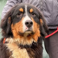 MAJOR, chien à adopter