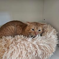 GASTON, chat à adopter