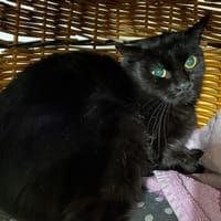 JAVIE, chatte à adopter