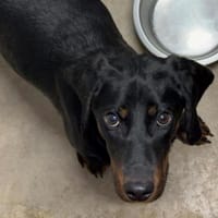 ATTILA, chien à adopter