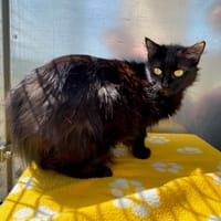 THALIE, chatte à adopter