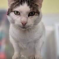 Petite Fleur, chatte à adopter