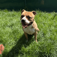 ROY, chien à adopter