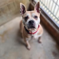 CHIPIE, chienne à adopter