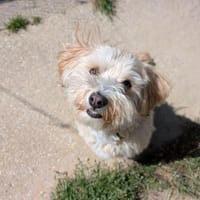 Sherlock, chien à adopter