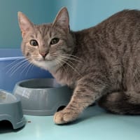 CASIMIR, chat à adopter