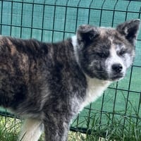 KODA VAA, chien à adopter