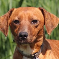 GINGER, chienne à adopter
