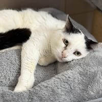 Zephyr CAB5350, chat à adopter