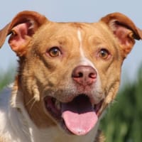 PETUNIA, chienne à adopter