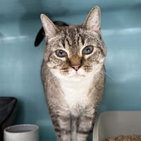 gribouille, chat à adopter