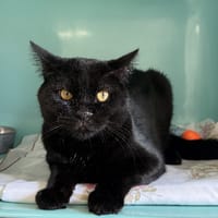 black, chat à adopter