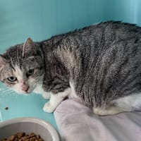 boubou, chat à adopter