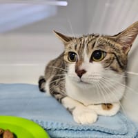 Cannelle, chatte à adopter