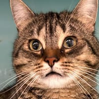 LOTUS, chatte à adopter