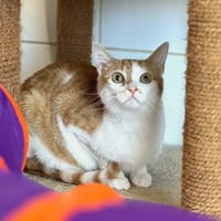 Safran, chat à adopter