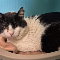 BARBOSSA QCT, chat à adopter