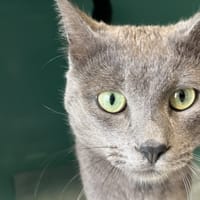 ALABAMA C, chat à adopter