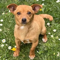 Maera CAA15113, chienne à adopter