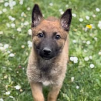 Iska CAA15112, chienne à adopter