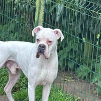 Placo, chien à adopter