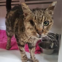Horacio, chat à adopter