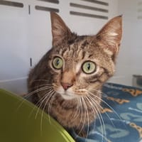 TYSON, chat à adopter
