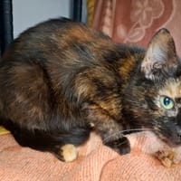 MIMINE, chatte à adopter