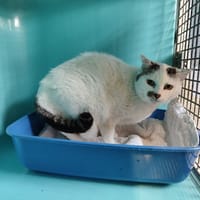 NOVA, chatte à adopter