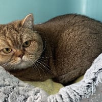 upi, chatte à adopter