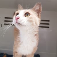 CREAMY, chat à adopter