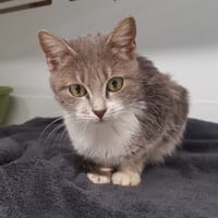 COPINE, chatte à adopter