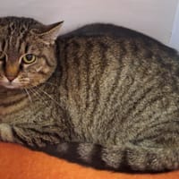 EVY, chatte à adopter