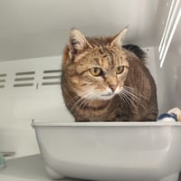 ZINA, chatte à adopter