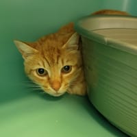 Confiture, chat à adopter