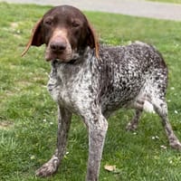 Jessy CAA15108, chienne à adopter