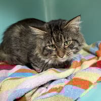 biggy, chat à adopter