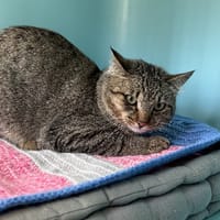 Mortimer, chat à adopter