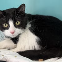 yoyo, chat à adopter