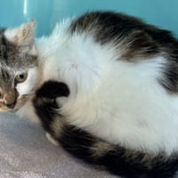 DAKOTA C, chatte à adopter