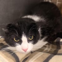 TANUKI, chat à adopter