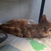 TRACE, chatte à adopter