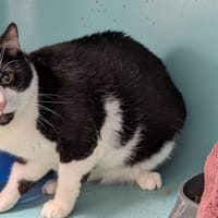 LEO, chat à adopter