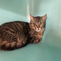 VALOU, chat à adopter