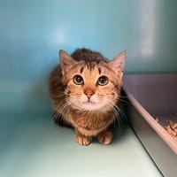 LOUKOUM, chatte à adopter