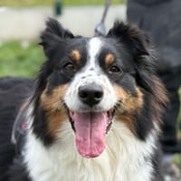 SUNDAY, chienne à adopter