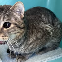 OHIO C, chat à adopter