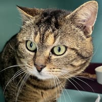 GEORGIE C, chat à adopter