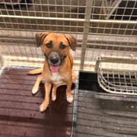 ARES, chien à adopter