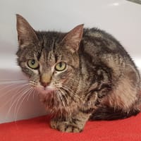 ULTIME, chatte à adopter